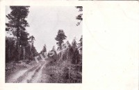 Тракт Троицко Печорское -Помоздино на 99-й версте от Печоры. Сосновый лес