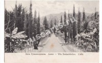 Дача Рукавишникова. Аллея