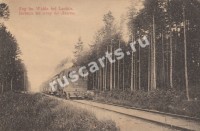 Лахта. Поезд в лесу.