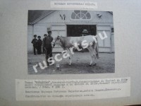 Телка