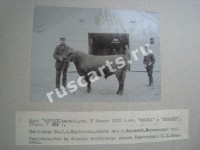 Бык