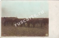 Лошади