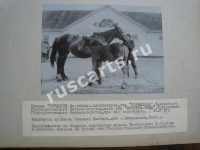 Кобыла 